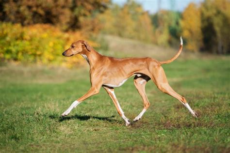 tall skinny dogs